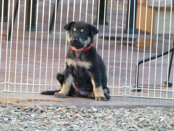 chinook dog